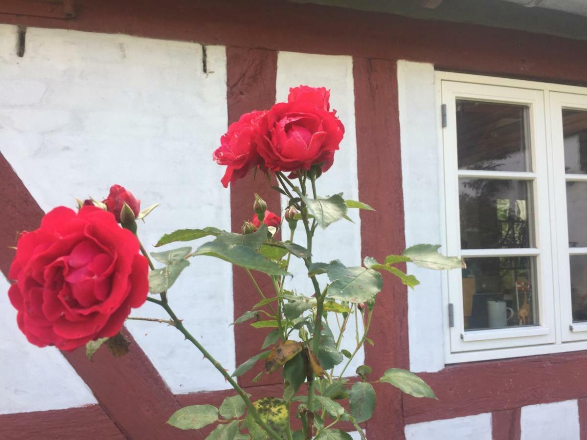 Rosenlund Bed & Breakfast Skovsgårde Extérieur photo